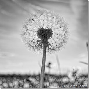 DSCF7165_copy_v1_qtm