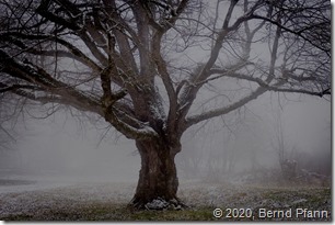 _DSF4193Copy 4-Exposure