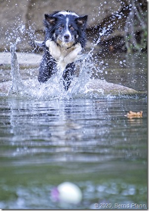 Border Collie