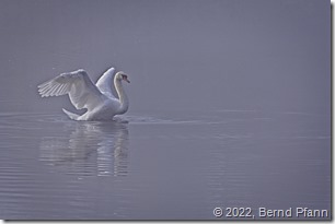 Schwan im Landanflug