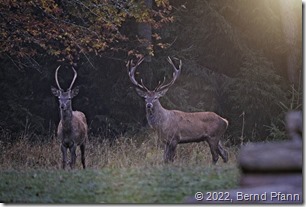 Hirsche auf der Eninger Weide