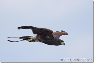 Falkner auf dem Hohenneuffen