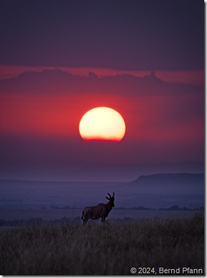 Sonnenuntergang in der Masai Mara