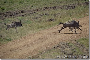 Gepard bei der Jagd auf ein junges Gnu